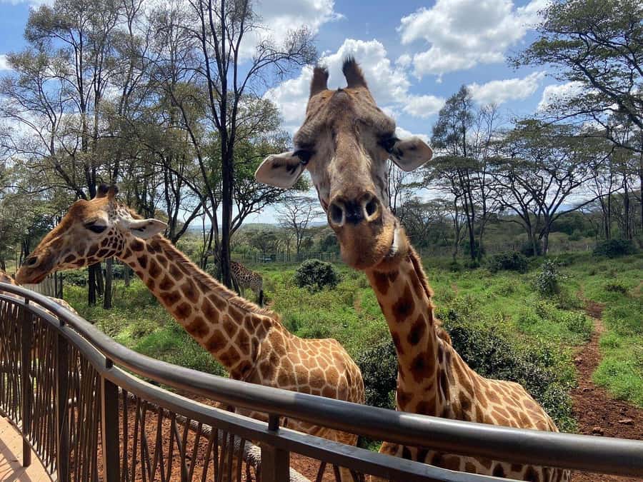 Nairobi National Park, Baby Elephant and Giraffe Centre Tour - A reliability note you should take seriously