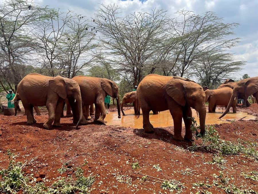 Nairobi National Park, Baby Elephant and Giraffe Centre Tour - Nairobi National Park, right by Nairobi, with big-animal payoff