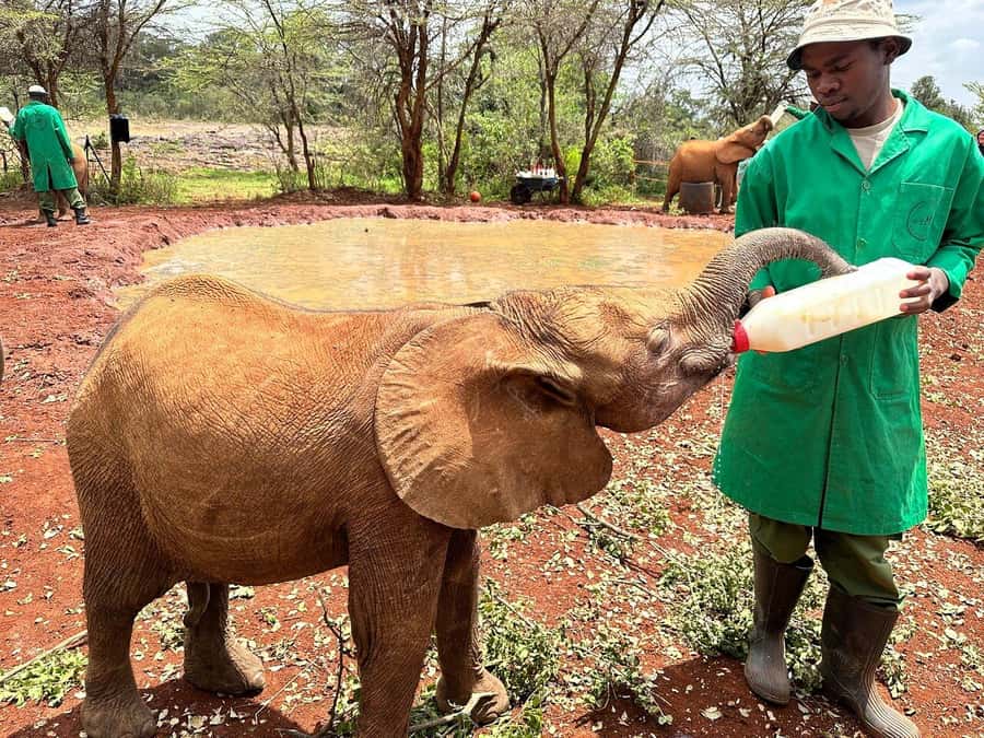 Nairobi National Park, Baby Elephant and Giraffe Centre Tour - Price and value: what $54 really covers, and what can add up