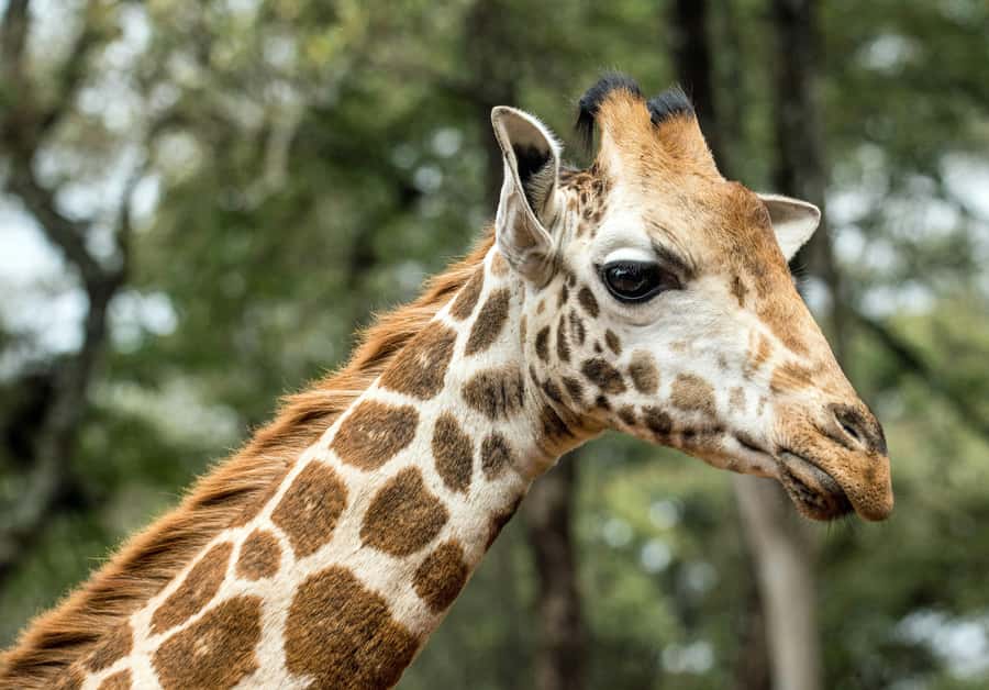 Nairobi National Park, Baby Elephant and Giraffe Centre Tour - Timing, energy, and what the 8 to 9 hours feels like