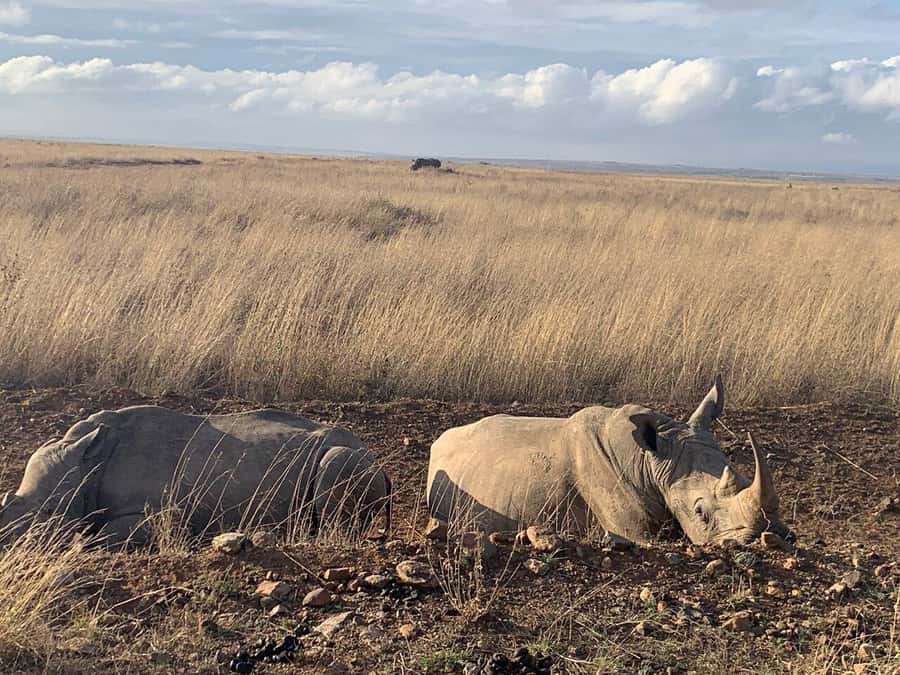 Nairobi National Park, Baby Elephant and Giraffe Centre Tour - Who this tour suits, and who should think twice