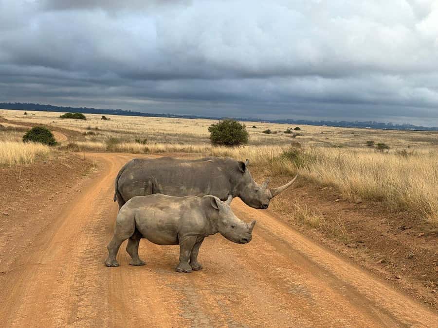 Nairobi National Park, Baby Elephant and Giraffe Centre Tour - Making the most of the safari drive without turning it into stress