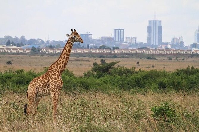 Nairobi: National park, baby Elephant, Giraffe center - Price and logistics, the part that can surprise you