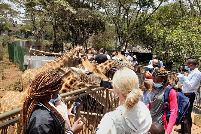 Nairobi: National park, baby Elephant, Giraffe center - What you’ll likely see in the park, and what you should not expect