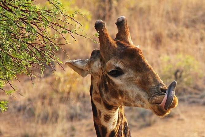 Nairobi: National park, baby Elephant, Giraffe center - Who this tour is best for