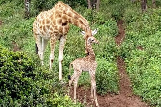 Nairobi: National park, baby Elephant, Giraffe center - Should you book this Nairobi National Park and animal centers day