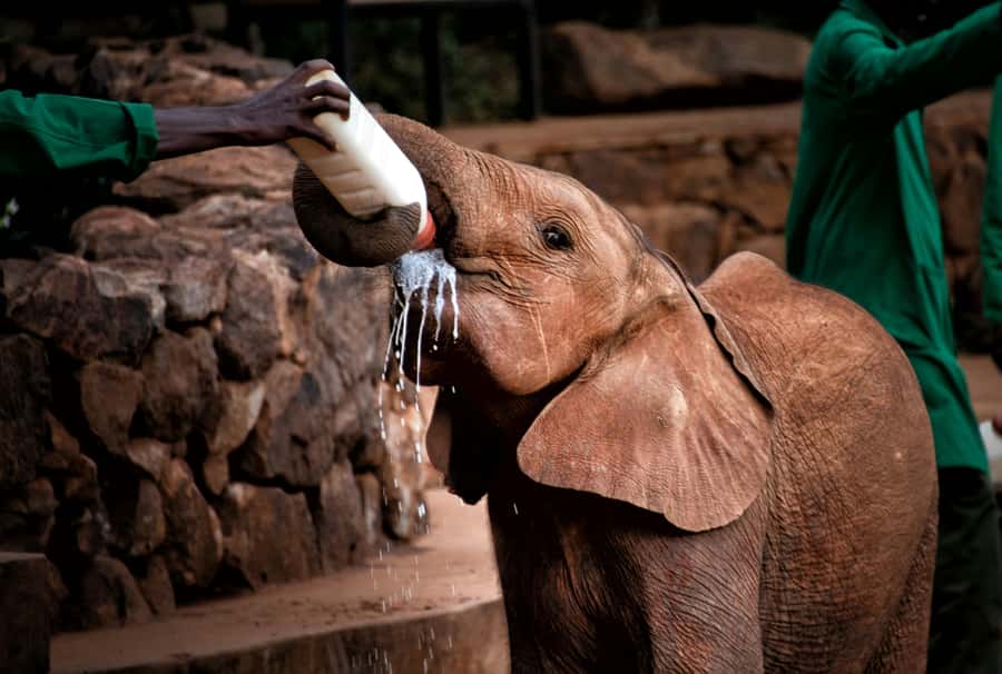 Nairobi: National Park, Baby Elephant & Giraffe Centre Tour - Key highlights you’ll care about