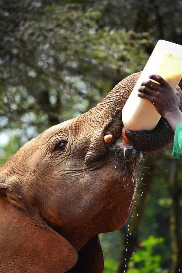 Nairobi: National Park, Baby Elephant & Giraffe Centre Tour - Nairobi National Park game drive with skyline wildlife viewing