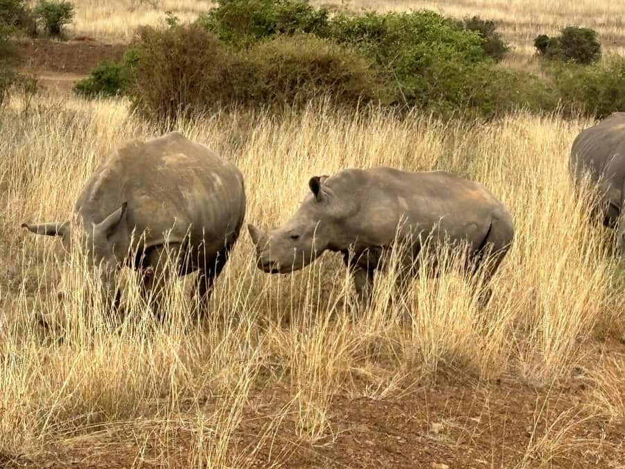 Nairobi: National Park, Baby Elephant & Giraffe Centre Tour - Karen Blixen Museum, Bomas of Kenya, and Kazuri Bead Factory options