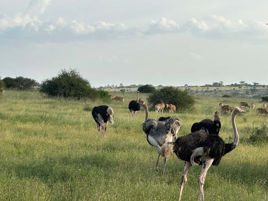 Nairobi: National Park, Baby Elephant & Giraffe Centre Tour - Lunch inside Nairobi National Park: plan for food not included