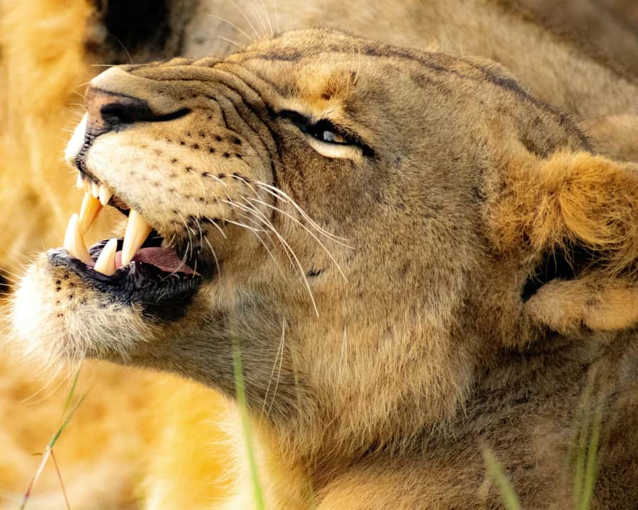 Nairobi: National Park, Baby Elephant & Giraffe Centre Tour - Price and what you should budget beyond the headline $54