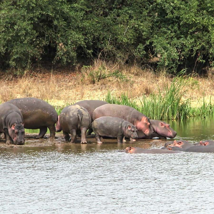 Nairobi: National Park, Baby Elephant & Giraffe Centre Tour - Who this Nairobi wildlife day trip is best for