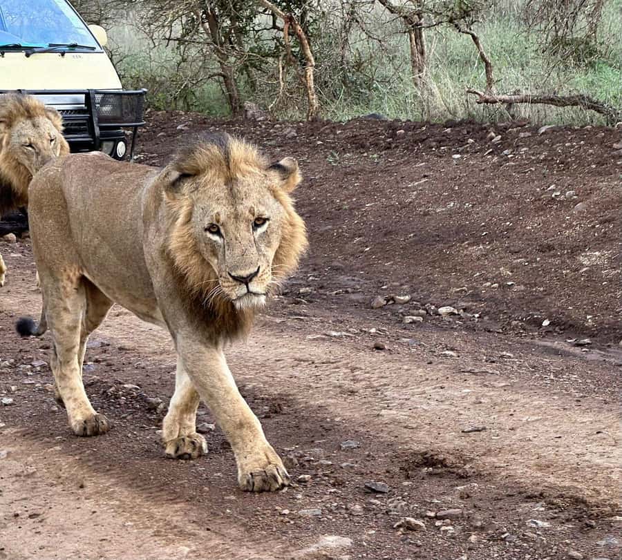 Nairobi: National Park, Baby Elephant & Giraffe Centre Tour - Should you book this tour? My decision guide