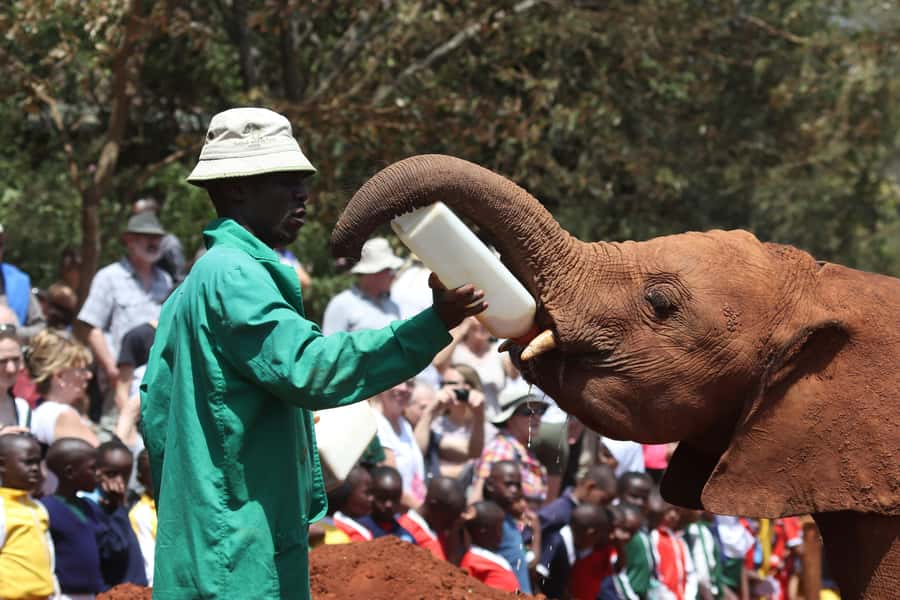 Nairobi: National Park, Baby Elephant & Giraffe Centre Tour - Sheldrick Elephant Orphanage: baby elephant care and real conservation work