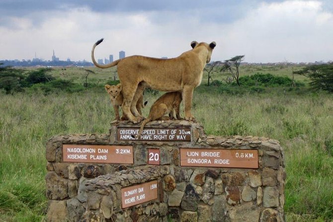 Nairobi National Park, Baby Elephant Orphanage and Giraffe Center - Nairobi National Park Works When Your Time Is Short