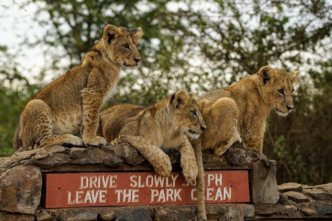 Nairobi National Park, Baby Elephant Orphanage and Giraffe Center - Game Drive in Nairobi National Park, Big Wildlife Near the City