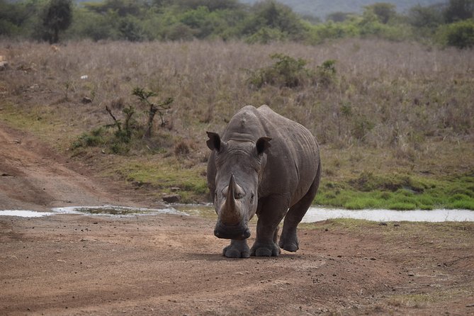 Nairobi National Park, Baby Elephant Orphanage and Giraffe Center - Who This Tour Suits Best (and who might want something else)