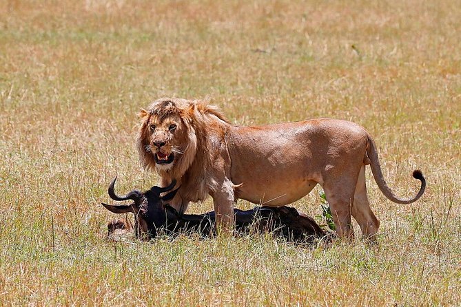 Nairobi National Park, Baby Elephant Orphanage and Giraffe Center - Price and Logistics, What You Pay For (and what’s extra)