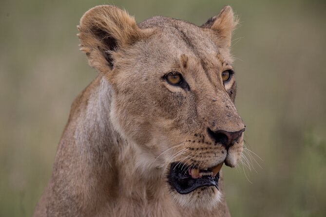 Nairobi National Park Day Tour - Nairobi National Park: a wildlife stop with Nairobi’s skyline in frame
