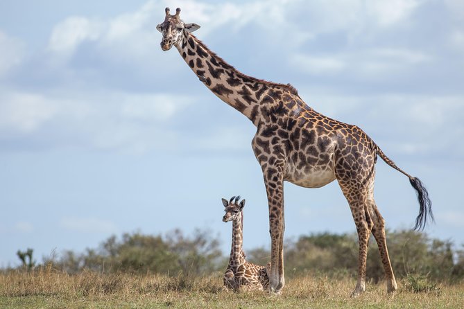 Nairobi National Park Day Tour - Private transport and a private guide: the logistics that save your day
