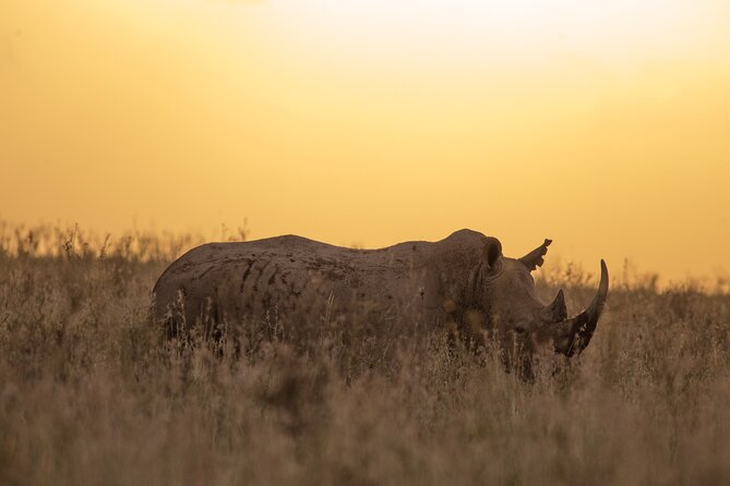 Nairobi National Park Day Tour - Walking trails and picnic sites: how to use the park beyond spotting