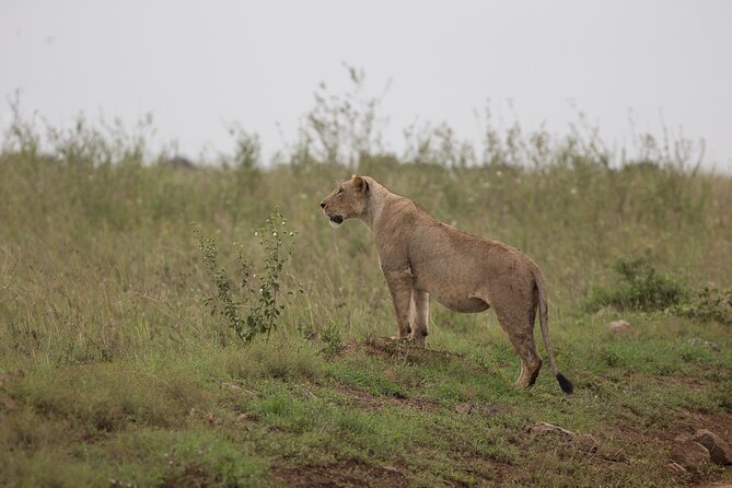Nairobi National Park Day Tour - Nairobi wildlife in a tight window: what to expect (and what not to force)