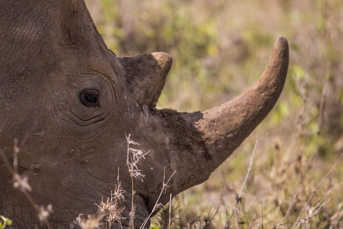 Nairobi National Park Day Tour - Comfort and equipment: the small items that earn big praise