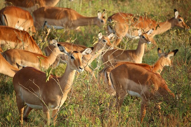 Nairobi National Park Early Morning or Afternoon Game Drive - Nairobi National Park, so close to the capital