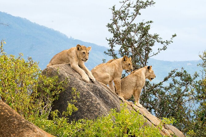 Nairobi National Park Early Morning or Afternoon Game Drive - Group size, guide quality, and how the day feels
