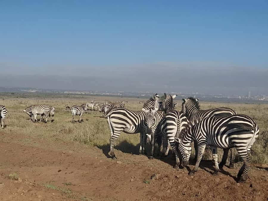 Nairobi: National Park Early Morning or Afternoon Game Drive - Should you book this Nairobi National Park early morning or afternoon drive?