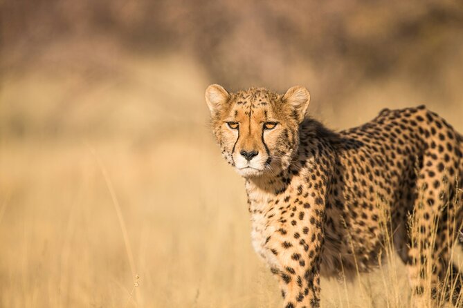 Nairobi: National Park Early Morning or Afternoon Game Drive - Your 5-hour game drive flow, from pickup to park return