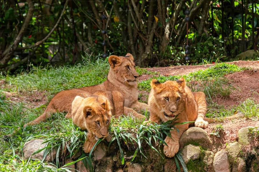 Nairobi: National Park Early Morning or Afternoon Tour - Key things that make this tour work