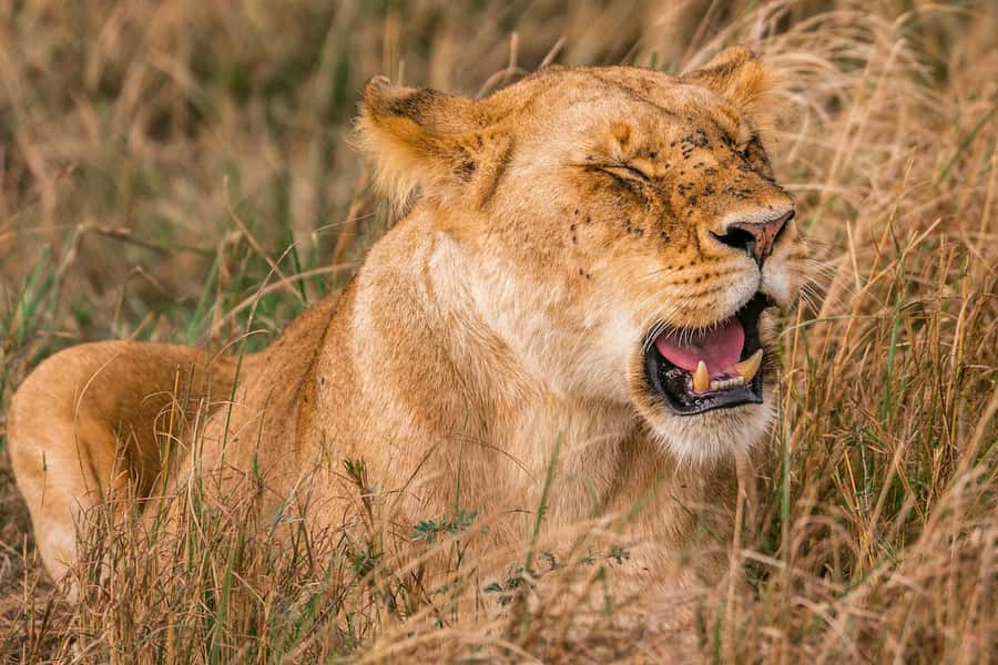 Nairobi: National Park Early Morning or Afternoon Tour - Nairobi National Park: the city-safari contrast that makes it special