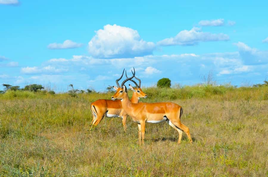Nairobi: National Park Early Morning or Afternoon Tour - Ivory Burning Site Monument: conservation context that makes sightings feel meaningful