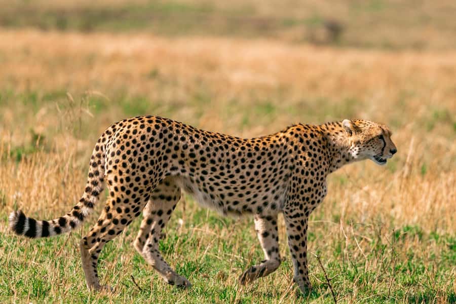 Nairobi: National Park Early Morning or Afternoon Tour - Sunrise or afternoon timing: how the 4 hours actually feel