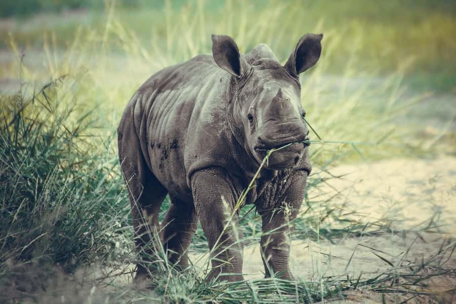 Nairobi: National Park Early Morning or Afternoon Tour - Price and value: the $80 tour fee plus park entry
