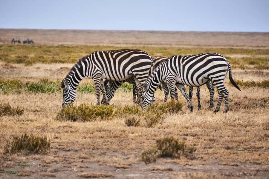 Nairobi: National Park Early Morning or Afternoon Tour - Getting there smoothly: hotel pick-up and the small-group van ride