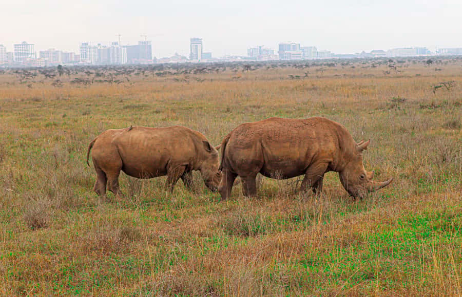 Nairobi National Park: & Elephant Orphanage 4X4 Jeep Tour - City-center Nairobi National Park, with wildlife and skyscrapers in the same frame