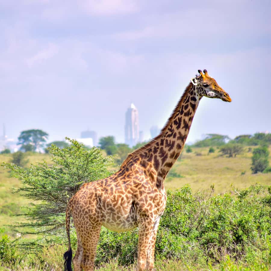 Nairobi National Park: & Elephant Orphanage 4X4 Jeep Tour - Riding in an open-roof Land Cruiser: why it changes the whole safari feel