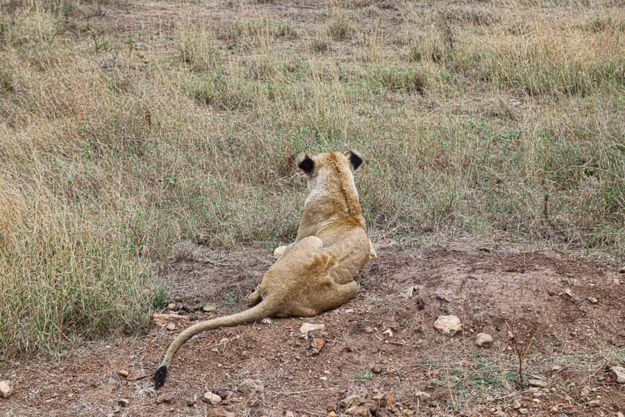 Nairobi National Park: & Elephant Orphanage 4X4 Jeep Tour - What wildlife odds feel like in this small, city-surrounded park