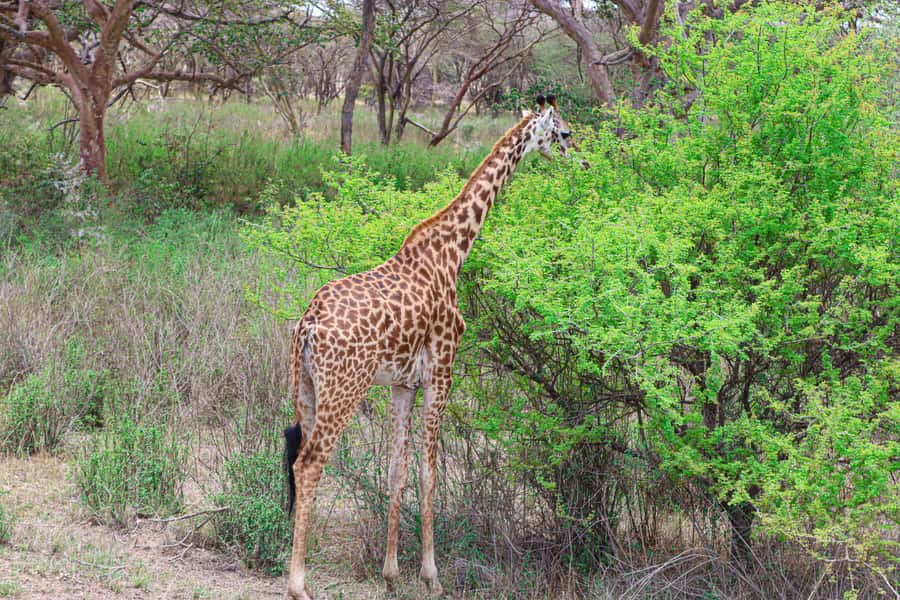 Nairobi National Park: & Elephant Orphanage 4X4 Jeep Tour - Burning Ivory Monument stop: history you can connect to the animals
