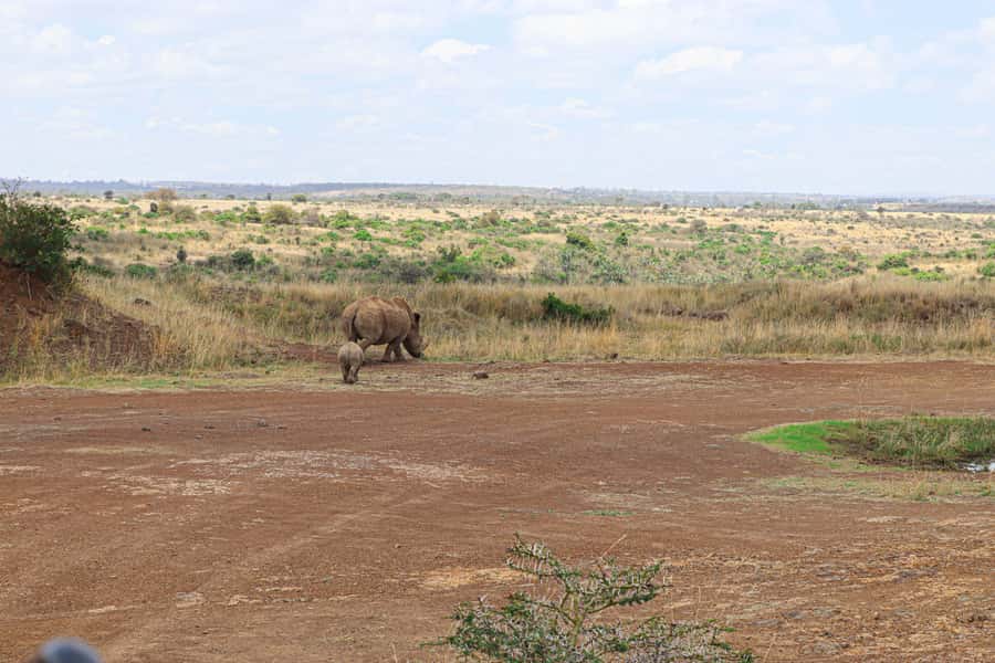 Nairobi National Park: & Elephant Orphanage 4X4 Jeep Tour - Guide quality: what to expect from the driver-guide experience