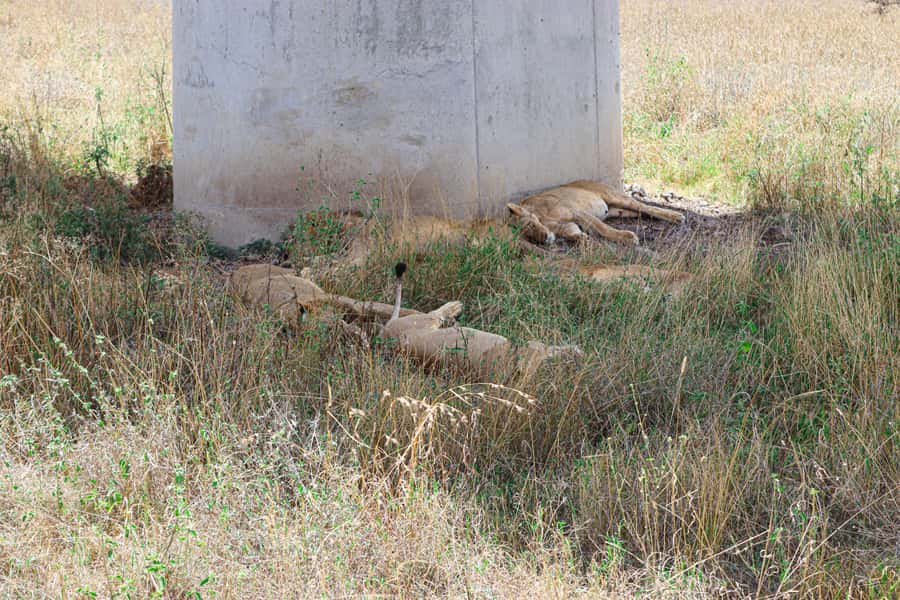 Nairobi National Park: & Elephant Orphanage 4X4 Jeep Tour - Elephant Orphanage planning: important, and the part you must not wing