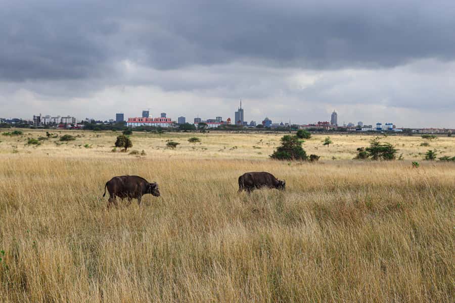 Nairobi National Park: & Elephant Orphanage 4X4 Jeep Tour - Price and value: where the $130 per person makes sense