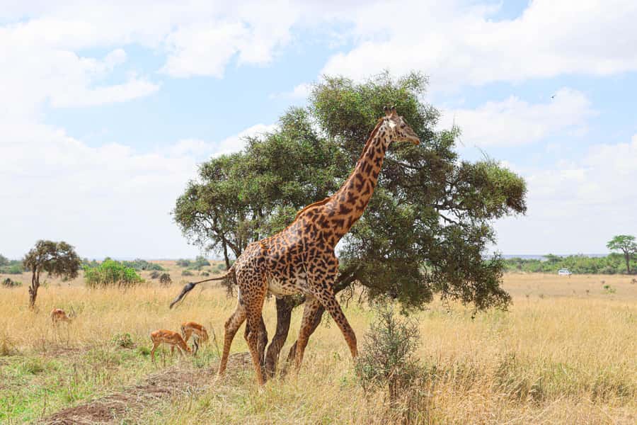 Nairobi National Park: & Elephant Orphanage 4X4 Jeep Tour - The 6-hour flow: pickup, game drive time, and where stops usually happen
