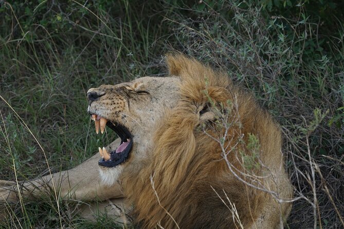 Nairobi national park Elephant orphanage and giraffe center tour. - Nairobi National Park game drive, close enough for a real day plan