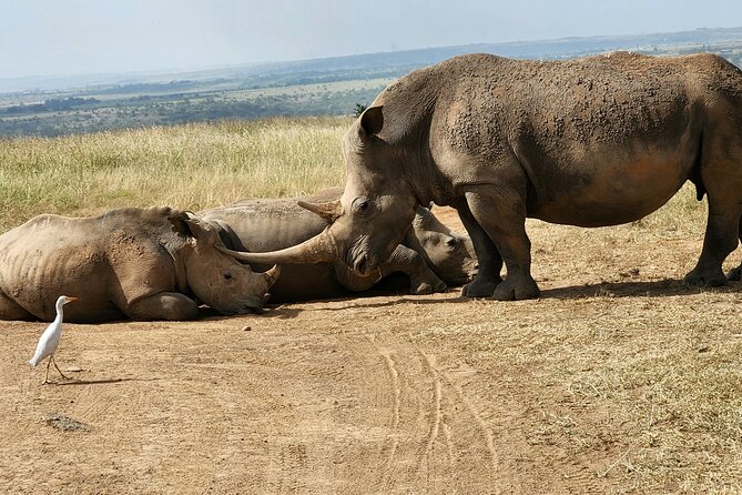 Nairobi national park Elephant orphanage and giraffe center tour. - Pickup, coach comfort, and what group size really means