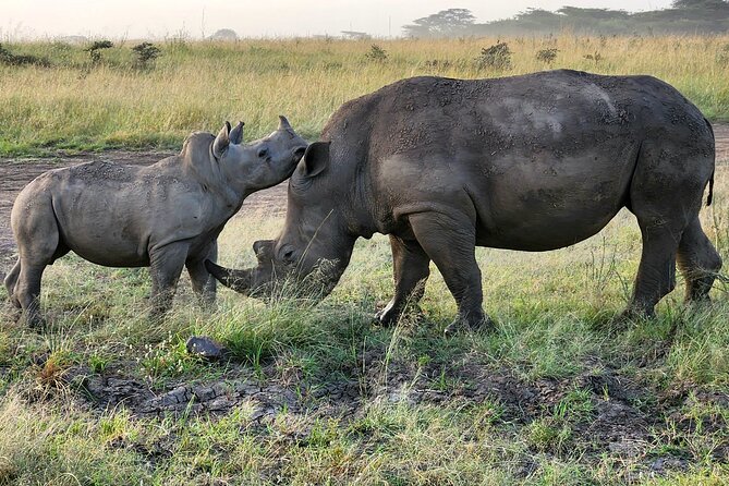 Nairobi national park Elephant orphanage and giraffe center tour. - Who should book this Nairobi tour, and who may not love it