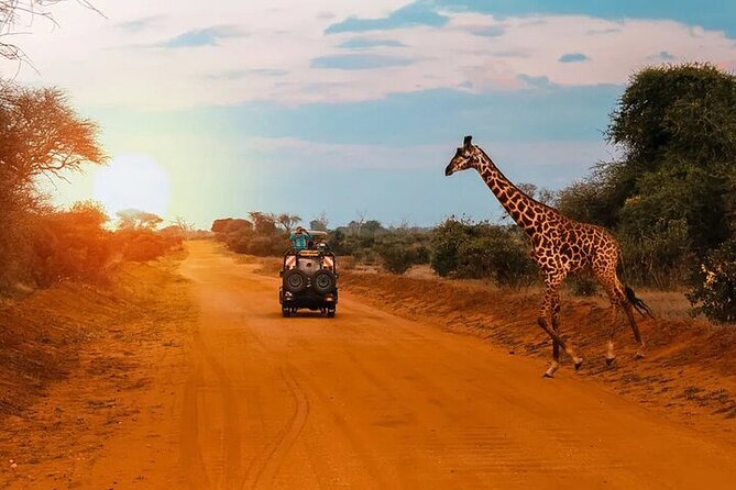 Nairobi national park Elephant orphanage and giraffe center tour. - Should you book the Nairobi national park, elephant orphanage, and giraffe center tour?