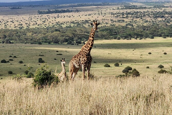 Nairobi national park Elephant orphanage and giraffe center tour. - Elephant orphanage visit, where the stories matter